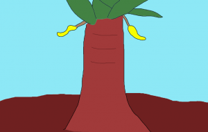 バナナの木 - MKay