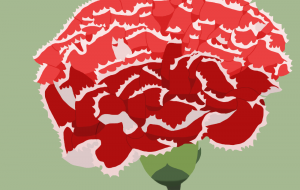 カーネーション - zibun