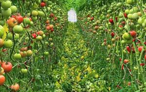 とまとの森 - だ〜す