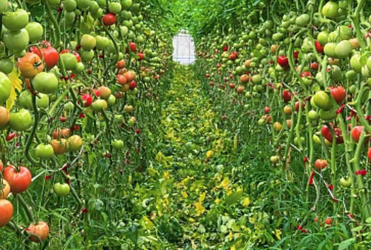 とまとの森 - だ〜す 