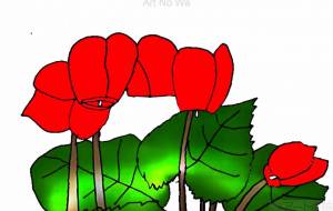 赤いシクラメン -