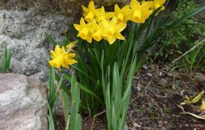 水仙、石臼に勝つ - ちょこ