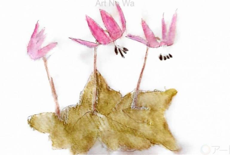山野草　カタクリの花