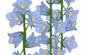 キキョウの花 - しずく