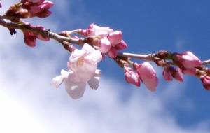 コヒガンザクラby錦町公園 - 明紅葉