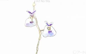 山野草 ウサギゴケ -