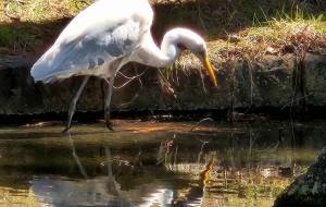 キレイな水… - naomi