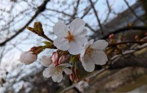 春が来たよ - 宇宙くらげ