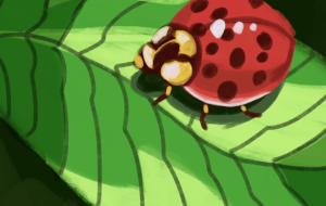 テントウムシ - Hagane