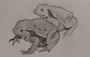 カエル - 伊藤恵美里