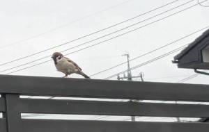 雨のお散歩 - 宇宙くらげ