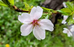 雨に濡れた桜 - 宇宙くらげ