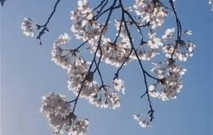 桜、じいちゃんが桜の花が好きだった - 真鍋哲地