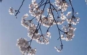 桜、じいちゃんが桜の花が好きだった - 真鍋哲地 