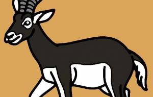 ブラックバック - シマハイエナ