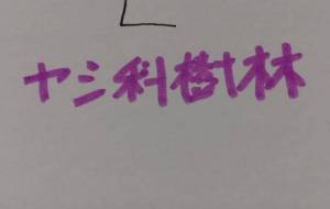 ヤシ科樹林 - 天音