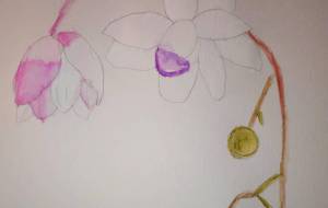 山野草 レンゲショウマ -