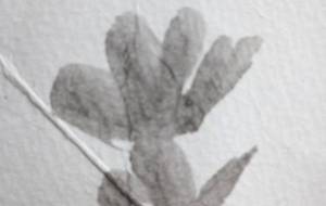 絵が売れないのに僕はしつこいなぁ(作品花) - 真鍋哲地