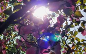 好きな木 - naomi