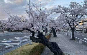 花粉症の終わり - 京扇