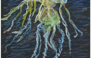 アマクサクラゲ - momo-sen