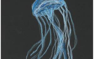 アマクサクラゲ2 - momo-sen