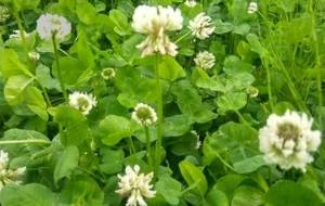 投影症候群患者の愛(愛投影花) - 真鍋哲地