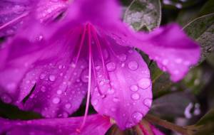 雨に濡れたツツジ - 田中ハル