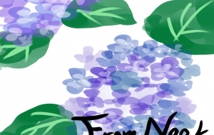 紫陽花 - nao.k
