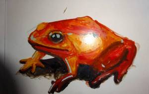 マダガスカルキンイロガエル - しおたにかずのり