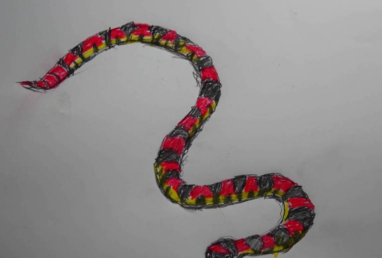 テキサスロングノーズスネーク - しおたにかずのり 