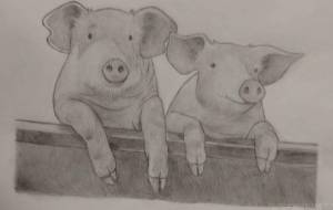 豚 - 伊藤恵美里