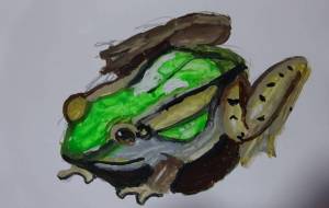 アジアミドリガエル - しおたにかずのり