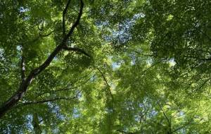 若葉のトンネル - 河村扶示子