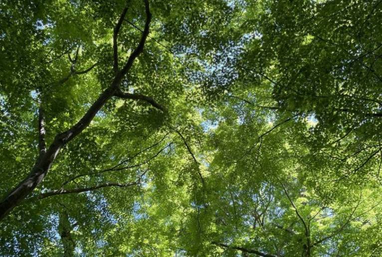若葉のトンネル - 河村扶示子 