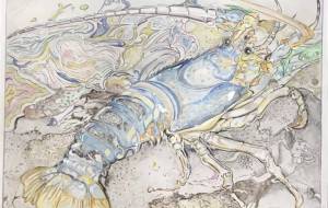 南海のイセエビ - HIDE