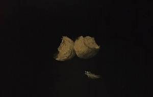 卵のから、弟、君は飛び立てない雛みたいに(君が心配、君が大好きだよ) - 真鍋哲地