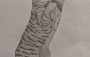 猫 - 伊藤恵美里