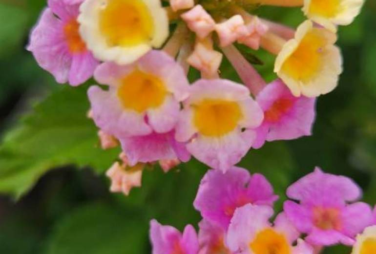 ピンクと黄色のお花