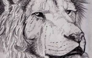 Lion 線画 - 3210 