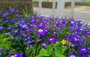 青のジュウタン - 林田きよし