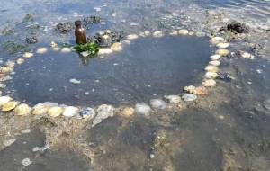 貝殻のアート - naomi