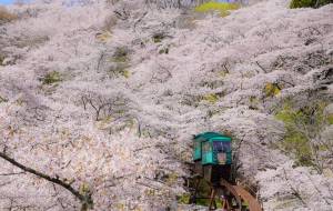 桜トレイン - さくら