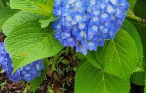 紫陽花の季節 - naomi