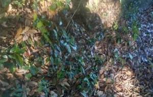 自然後光、尊い母さん - 真鍋哲地