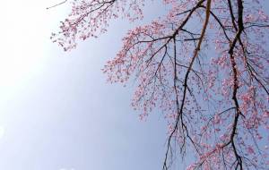 枝垂れ想いで桜 - 明紅葉