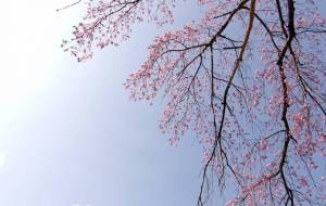 枝垂れ想いで桜 - 明紅葉 