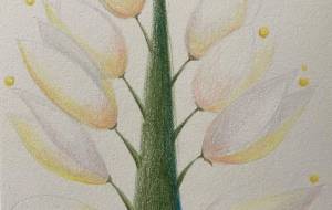 イマジネーションフラワー - ナトリ ユカリ