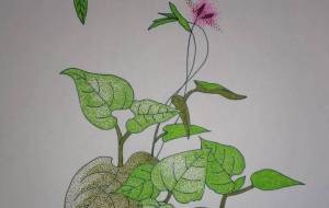 草花スケッチ - Shino-B(シノビー)