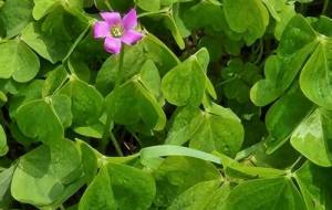 ピンクのお花 - naomi